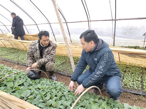 【我为群众办实事】农业专家深入田间地头为应对寒潮“把脉支招”大冶市人民政府