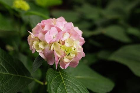 Hortênsia macrophylla grande hortênsia rosa de folhas fechadas