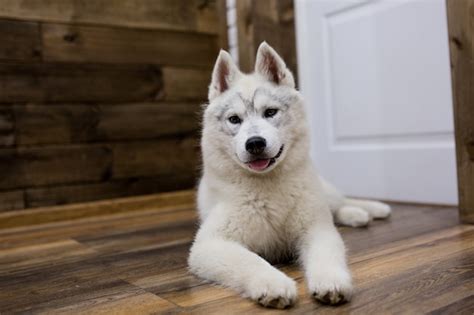 Cachorro De Husky Siberiano En Casa Estilo De Vida Con Perro Foto