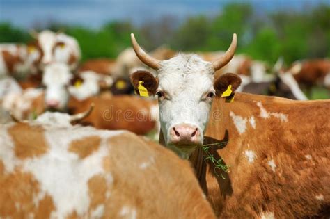 Cows grazing on pasture stock image. Image of head, cloud - 111051729