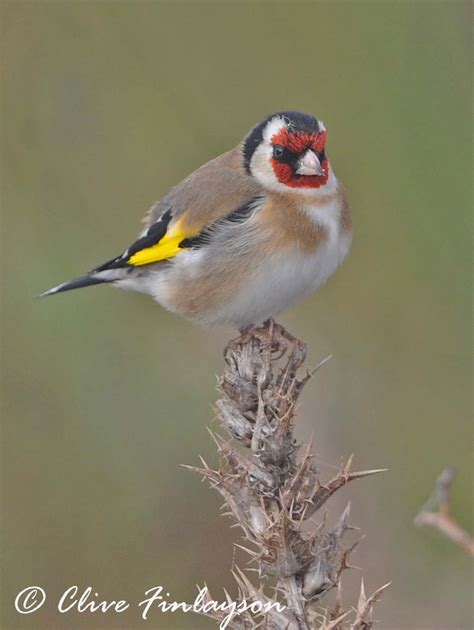 Natur-al-Andalus: The Charming Goldfinch