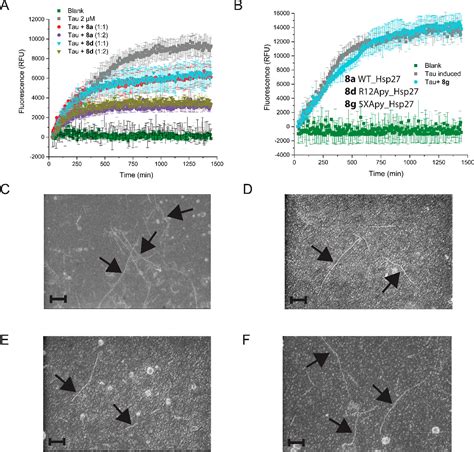 Site Specific Glycation Of Human Heat Shock Protein Hsp27 Enhances