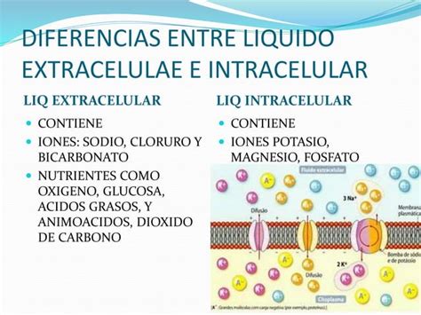 Introduccion A La Fisiologia PPT