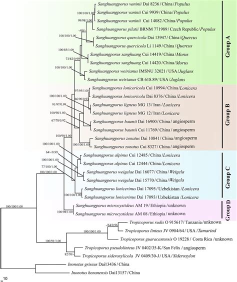 Frontiers Species Diversity Phylogeny Divergence Time And