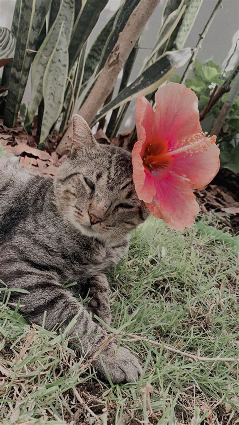 My Pussy In The Garden R Worldpolitics