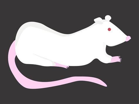 White lab rat, cute pet rodent 23157158 Vector Art at Vecteezy