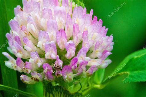 Tr Bol Variedad De Hierba Forrajera Con Flores En Forma De Cabeza