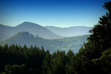 Foto Gratis Hutan Gunung Alam Pohon Gambar Gratis Di Pixabay