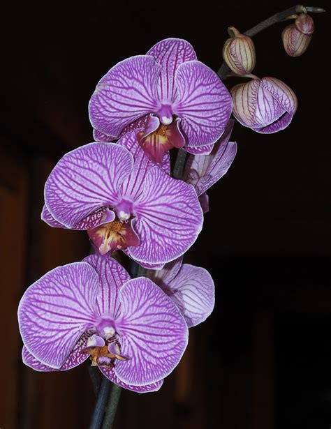 Purple Orchids Laura Dillaway Flickr