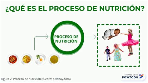 El Proceso De Nutrici N Youtube