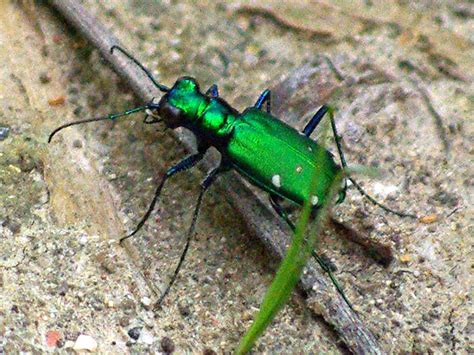 Six Spotted Tiger Beetle Metallic Dfw Urban Wildlife