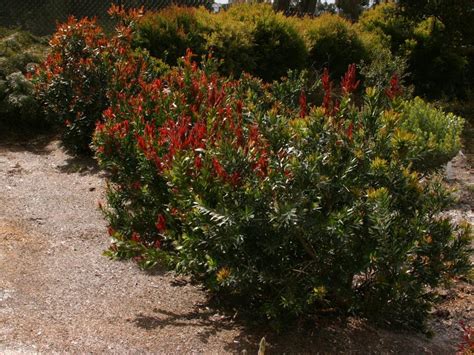 Callistemon Viminalis Red Alert Bottlebrush Leafland Limited