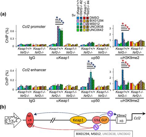 G9a GLP inhibitors augment Keap1 binding to the Ccl2 promoter and NFκB