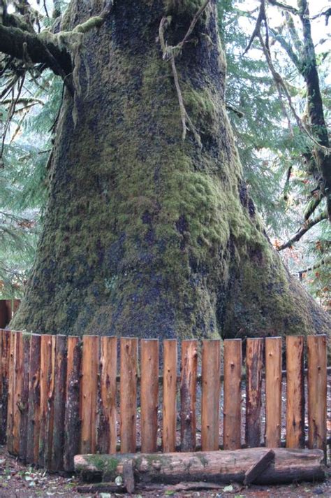 Harris Creek Giant Spruce Tree Port Renfrew Vancouver Island British Columbia Canada A