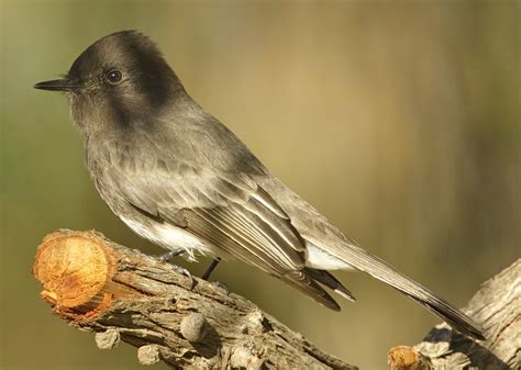 Black Phoebe | San Diego Bird Spot