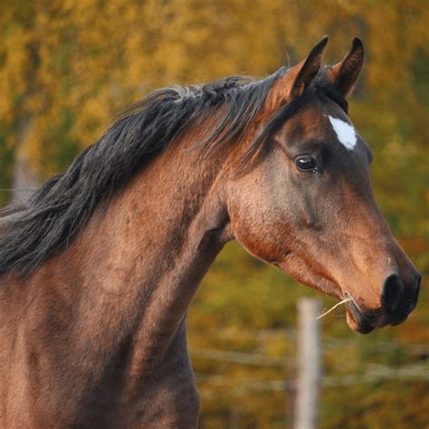 Caballos Pura Sangre Y Todo Lo Que Deberías Saber Forticaps