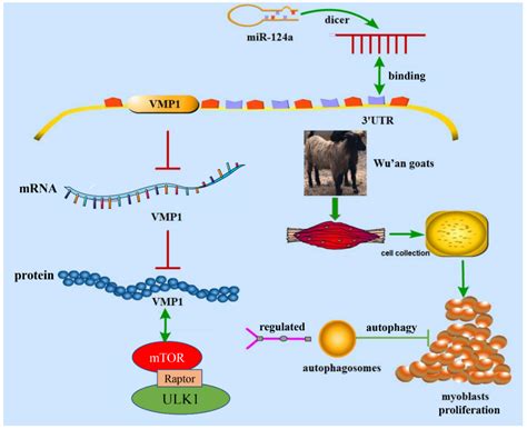 VMP1 Regulated By Chi MiR 124a Effects Goat Myoblast Proliferation