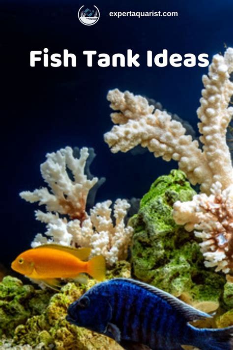 Creative Fish Tank Ideas to Transform Your Home - Expert Tips