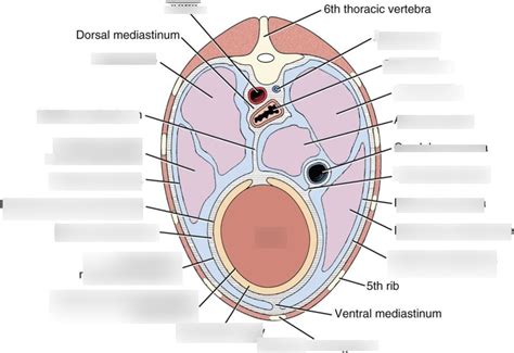 Thoracic Cavity Diagram | Quizlet