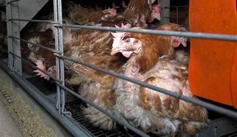 Bird Flu Detected In Odisha Culling Ordered India News India Tv