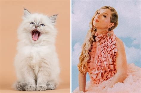 Taylor Swift Cat Name