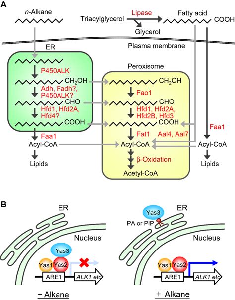 Metabolic Pathway Of N Alkane And Triacylglycerol And Transcription