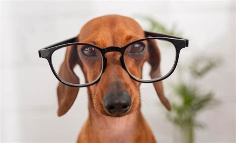 Dog Wearing Glasses Images - Free Download on Freepik