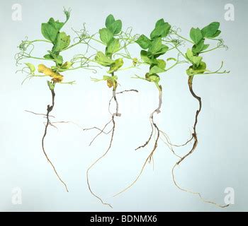 A fungal root disease of peas pea foot rot Aphanomyces euteiches Stock ...