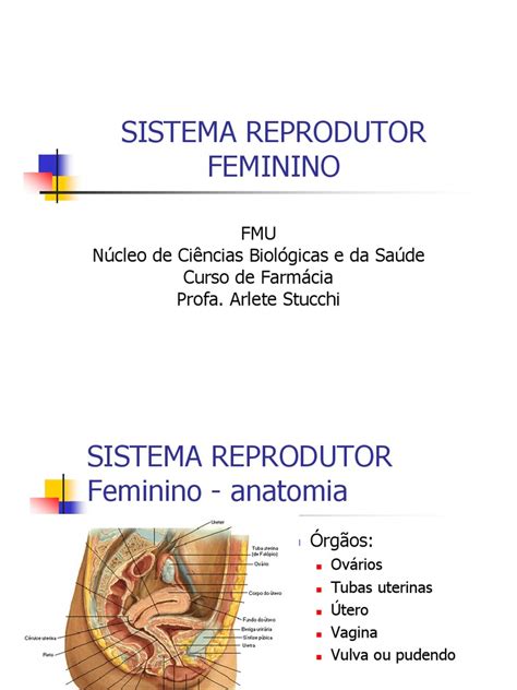 Sistema Reprodutor Feminino Útero Sistema Reprodutivo