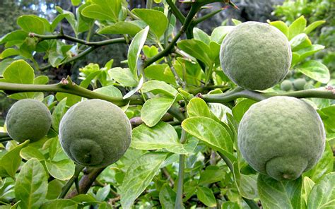 Citrus Pflanzen Rühlemann s Kräuter und Duftpflanzen