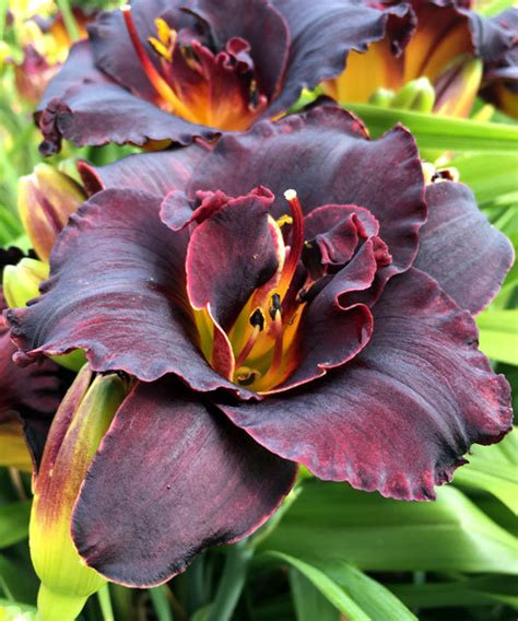 Купить ЛИЛЕЙНИК ВУДУ ДАНСЕР Hemerocallis Voodoo Dancer - Садовый центр ...