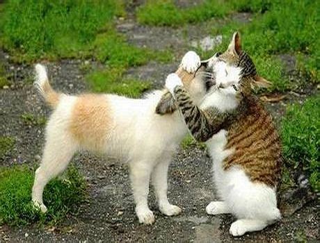 Cat+Dog hug - Animals Photo (31828045) - Fanpop