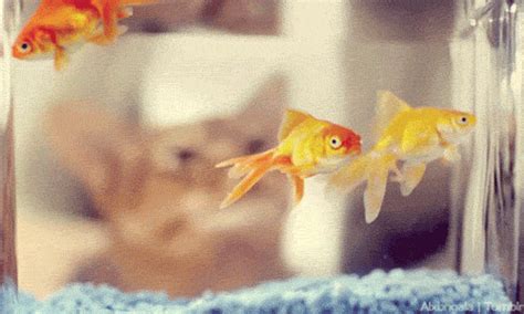 Goldfish Bowls Are Really Bad Places To Keep Goldfish 20 Facts That