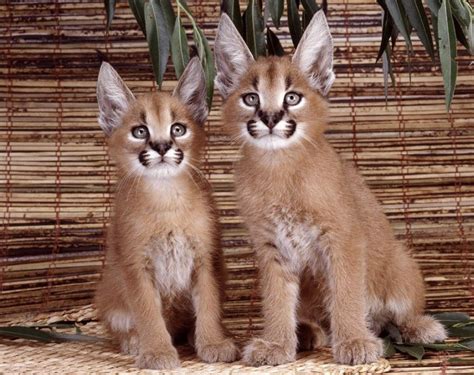 Cute Caracal Kittens