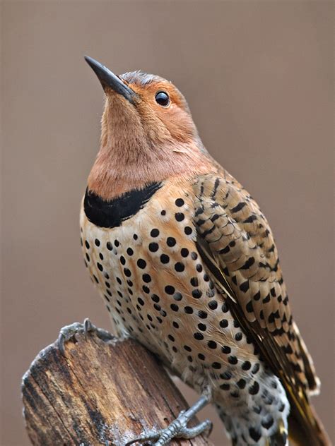 Northern Flicker Audubon Field Guide