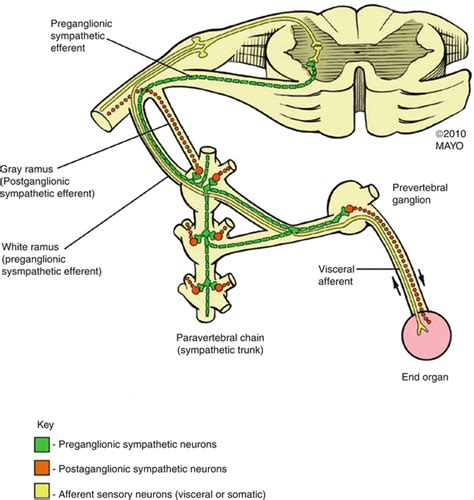 What are the Lumbar Sympathetic ganglion and where are they situated?