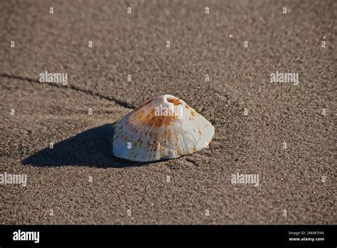 Single Limpet Shell 11374 Stock Photo - Alamy