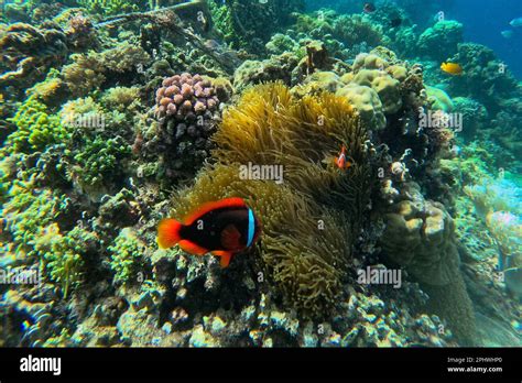 Idyllic Shot Of A Coral Reef On Pamilacan Island In The Philippines