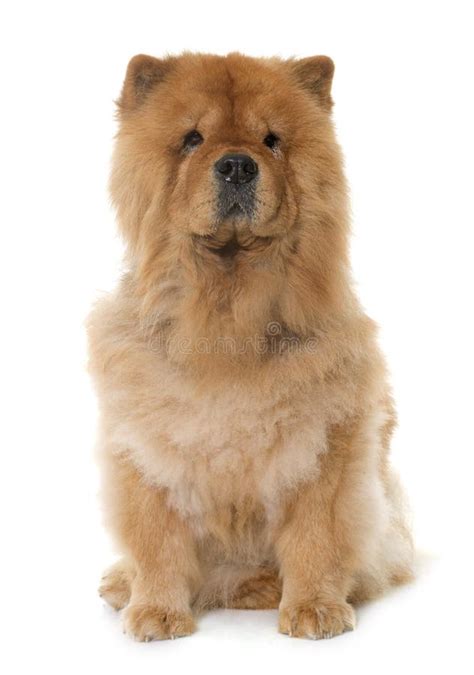 Dog Pet Chow Chow Stock Image Image Of White Mini Face 10054901