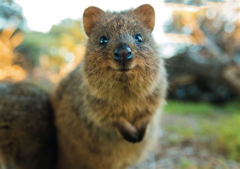 Quokka Wallpapers Top Free Quokka Backgrounds Wallpaperaccess