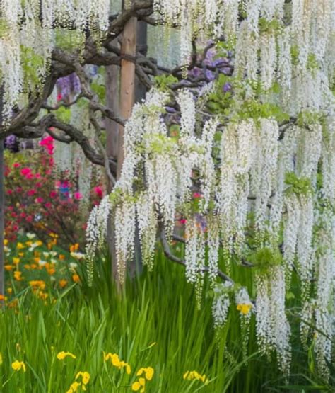 Glicynia Chi Ska Wisteria Alba W Donicy Drzewka Faworytka Pl