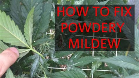 What Is Powdery Mildew On Cannabis How To Fix It Fast