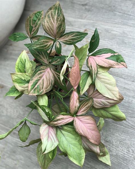 Belle And Plants On Instagram Remember My Greenpink Variegated