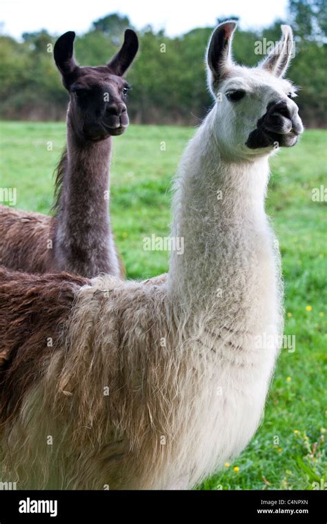 Pair Of Adult Llamas One Male One Female At Ferme De Leglise