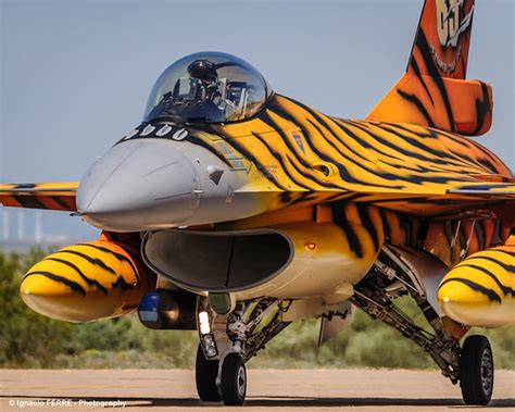 Belgian Tiger Ntm Ifp Lr Ignacio Ferre P Rez Flickr