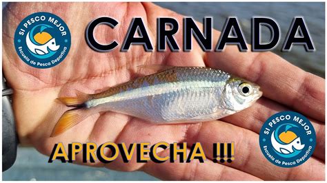 MOJARRAS RIO LLENO YouTube