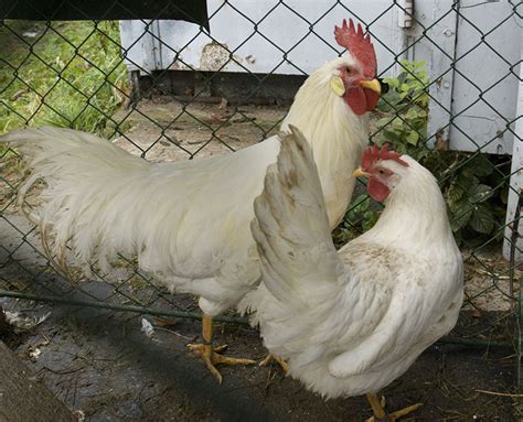 Leghorn Chickens Oklahoma State University