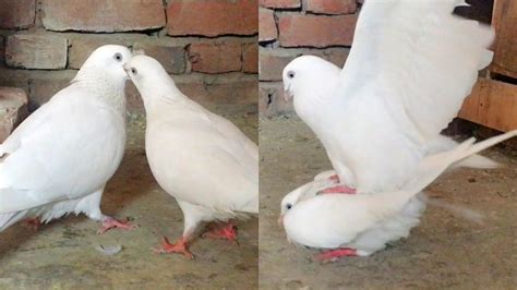 Pigeon Kissing And Mating Scene High Flyer Pigeons Breeding Season