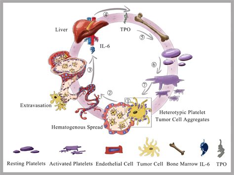 Platelet Transfusion For Cancer Secondary Thrombocytopenia Platelet