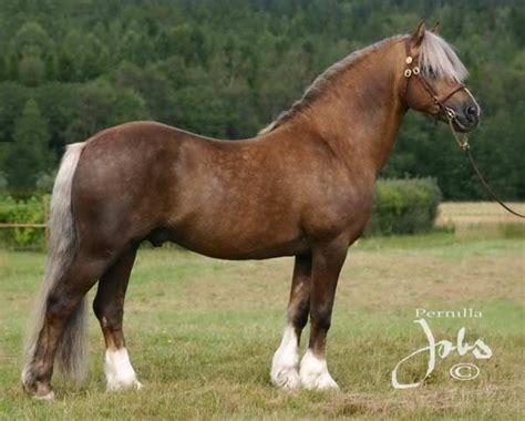 Welsh Pony Of Cob Type More Info Of All Types In The Link Welsh